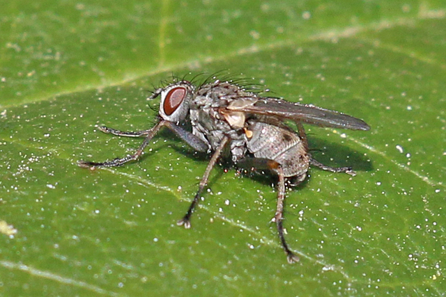 Coenosia tigrina